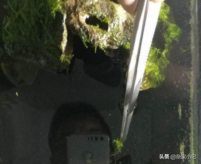 草缸种植爬地矮珍珠