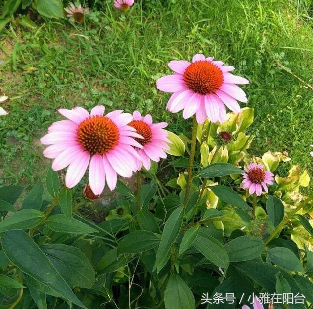 这花只需播种一次，年年自己发芽开花成花海，秋天种正好