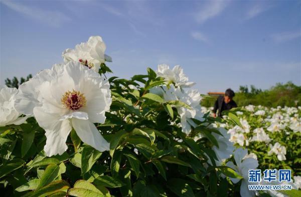 河北沙河：油牡丹种植富农家