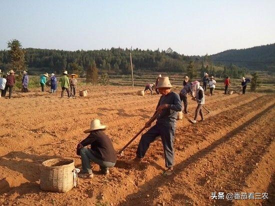 从玉竹的生物学特性出发，谈玉竹高产栽培技术