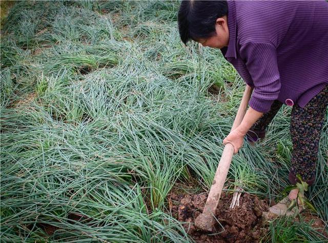 只需5分钟，你也可以学会种植白嫩而且个大的蕌头