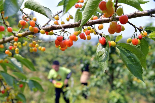 #（经济）湖北恩施：引种樱桃树 果熟乡村兴