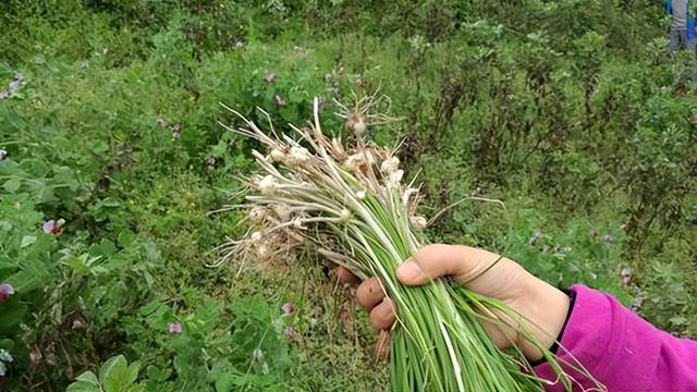 山葱：一种值得探索的独特食材