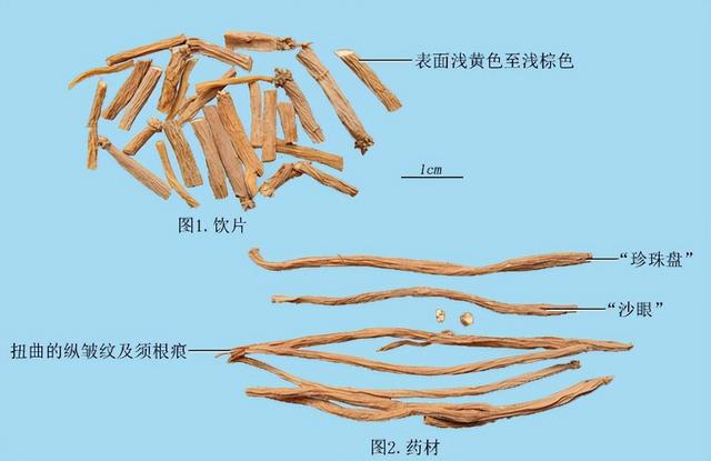 带你识别银柴胡