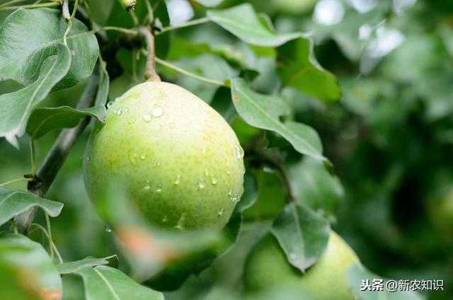 新农知识——果树栽培管理措施及种植技术，要点分析