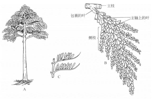 划时代的植物产物——种子丨凡此种种