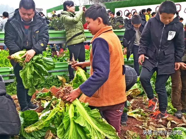 龙桂小学校本课程种植园“新芽园”之收获篇