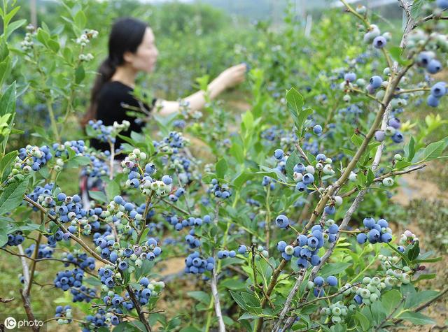 在南方种蓝莓，如何选择品种？如何建园选地？如何定植？