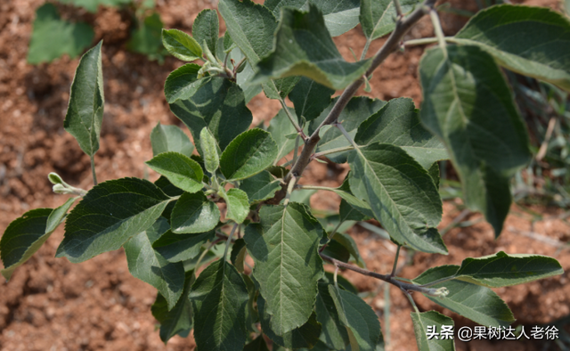 苹果高纺锤形培养有技巧，哪些规范操落实好，才能开花结果早