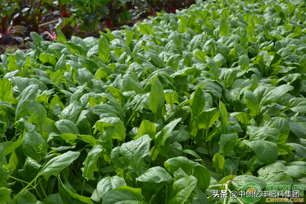 冬季露地种植菠菜技巧