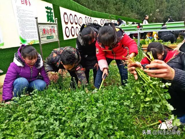 龙桂小学校本课程种植园“新芽园”之收获篇