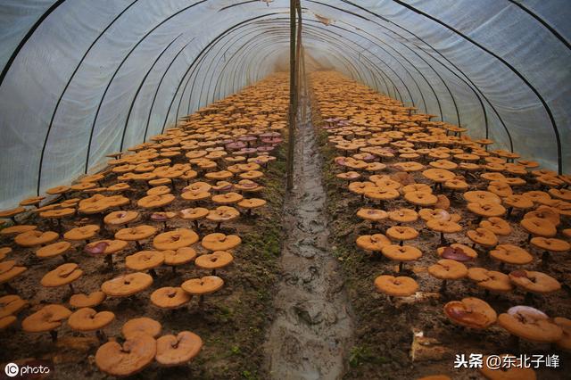 中草药种植好项目，每亩经济效益可达5万元-灵芝段木栽培技术