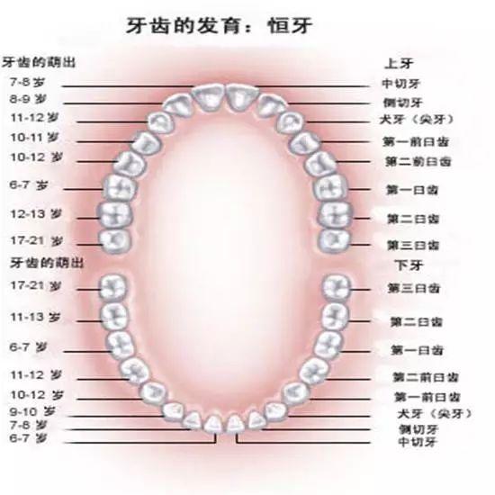 口腔解剖图谱