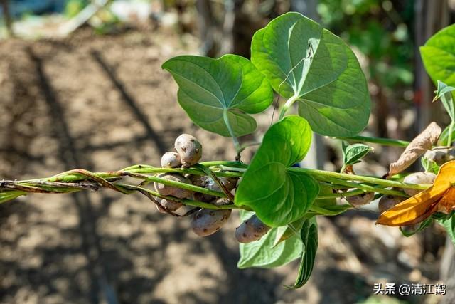 山药持续走俏，怎么种植山药既丰产又增效？要练好“4个基本功”