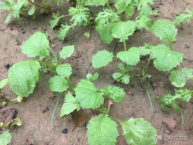 雨季种叶菜，出苗老是不好，掌握这些播种方法，出苗整齐又漂亮