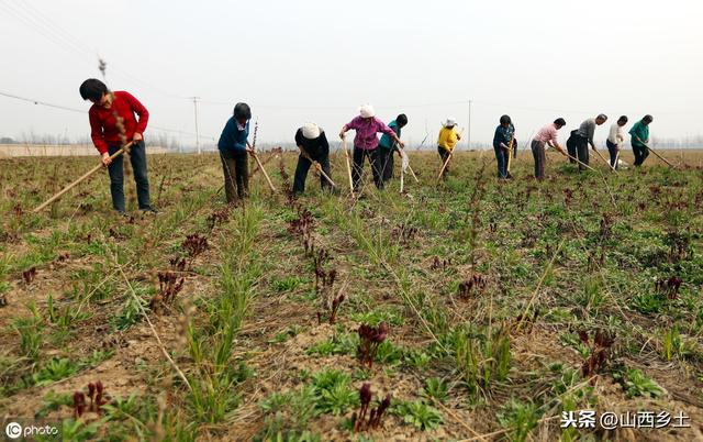 3个药材种植小技巧，农民获得高收益的同时，还能避免很多坑