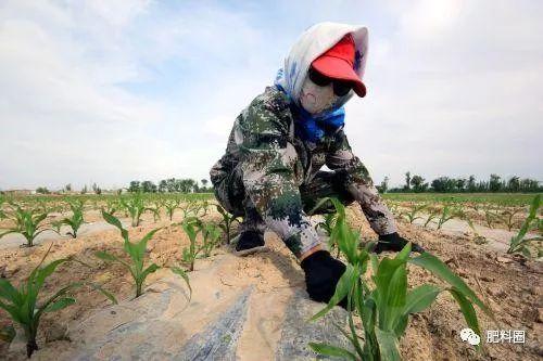 玉米是种植密度密一些好还是稀一些好？合理密度是多少