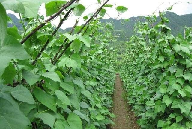 芸豆产量高不高？关键看播种时期，过早过晚都不利于高产