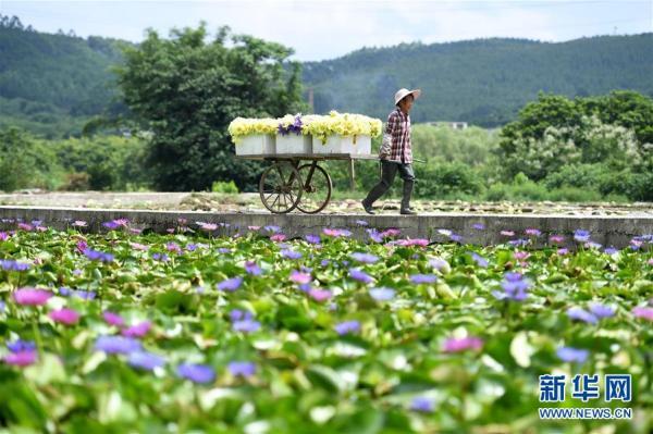 广西柳州：九品香水莲花采摘忙