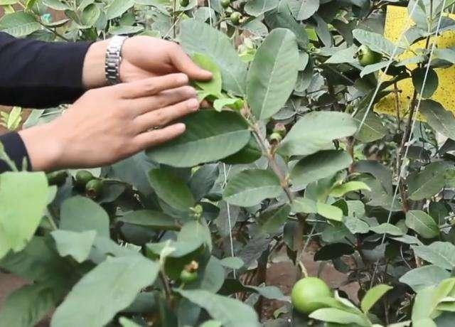 温室大棚种植四季梨，需要科学修剪和管理，有助于高产高质