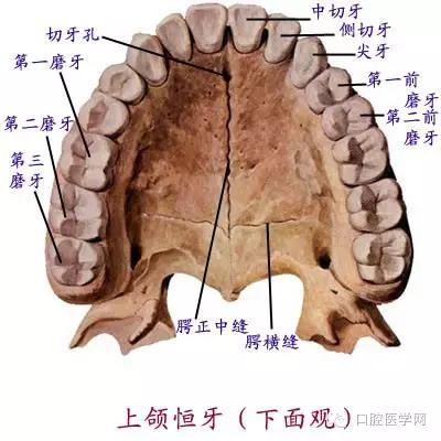 口腔解剖图谱