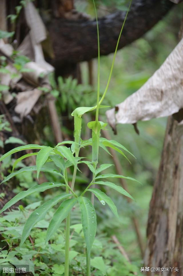 天南星的种植技术及注意事项