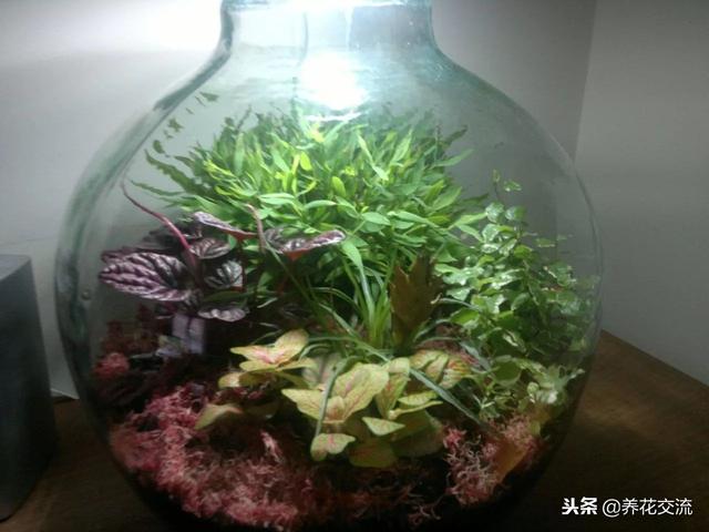 在一个玻璃瓶子里制作一个植物微景观，养桌面上的迷你花园