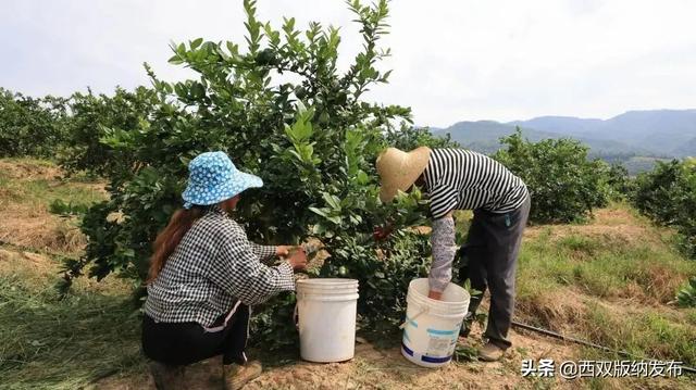 西双版纳：小柠檬的“大能量”