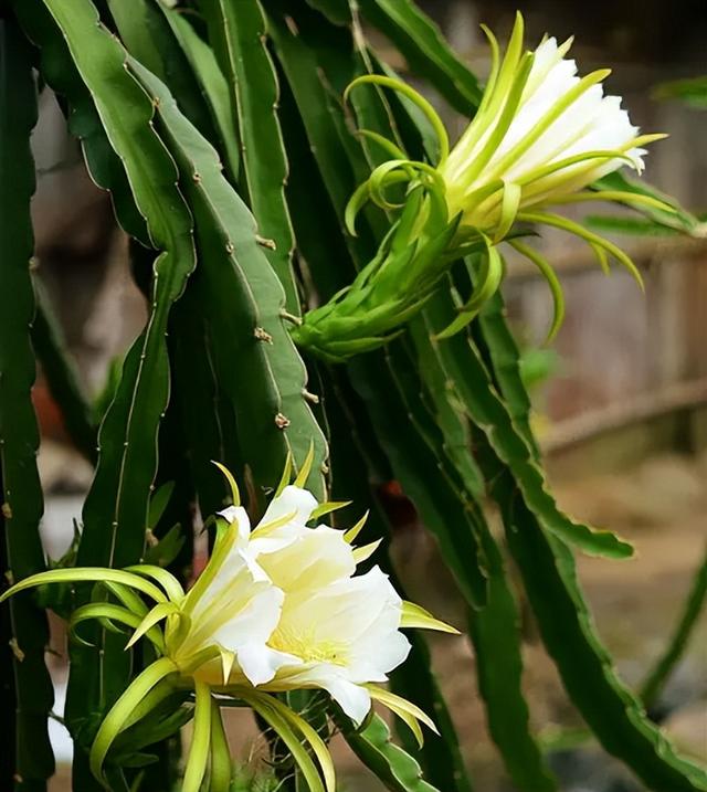 它叫“霸王花”，酷似火龙果的花，能观赏也能做菜，煲汤喝是一绝