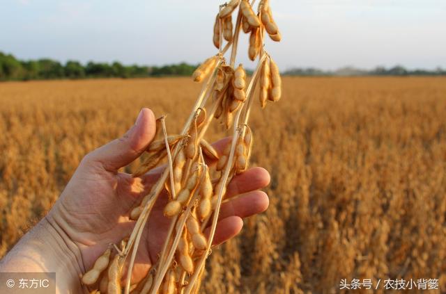 大豆要增产，这几点种植管理是关键！