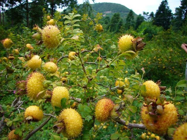 刺梨种植管理及养护措施