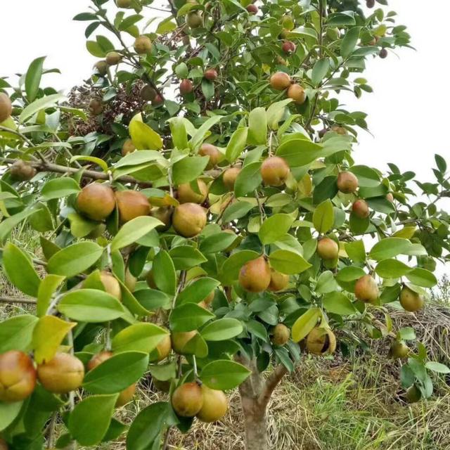 白花油茶的枝干快繁技术初探