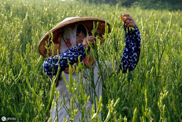 黄花菜田间管理和病虫害防治技术，详细分享种植技术