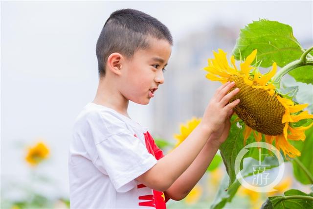 重庆这群小学生在教学楼楼顶种出了一片向日葵花海