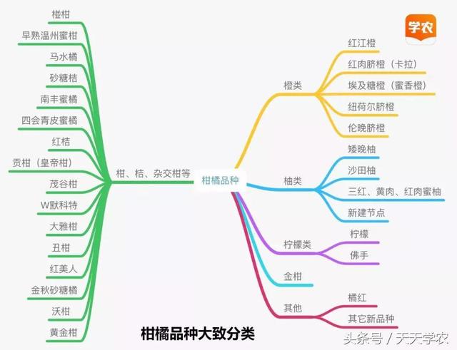 二十年柑橘种植经验揭秘，到底什么品种适合你