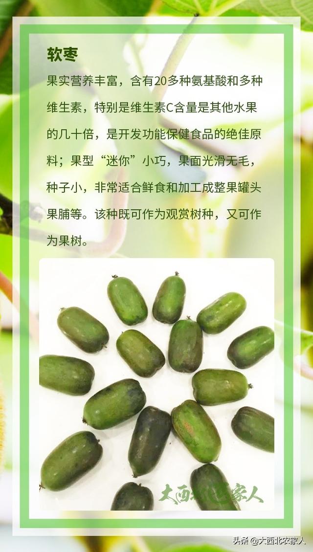 果农种植猕猴桃果树，多个品种介绍及优良品种推荐