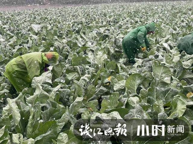 雪下得凌厉，杭州萧山一蔬菜基地，三位大姐雪中抢菜一分钟也不敢停