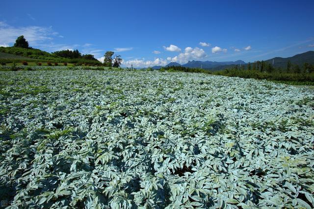 未来农村种植什么最赚钱，这四个品种前景好，越来越吃香