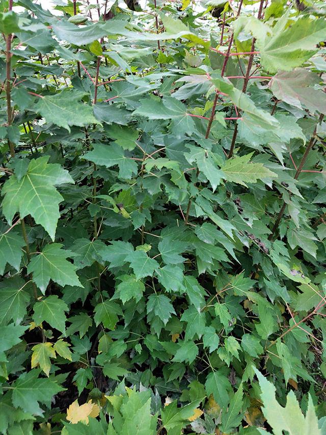 红枫移栽容易成活吗？日本红枫种植技术