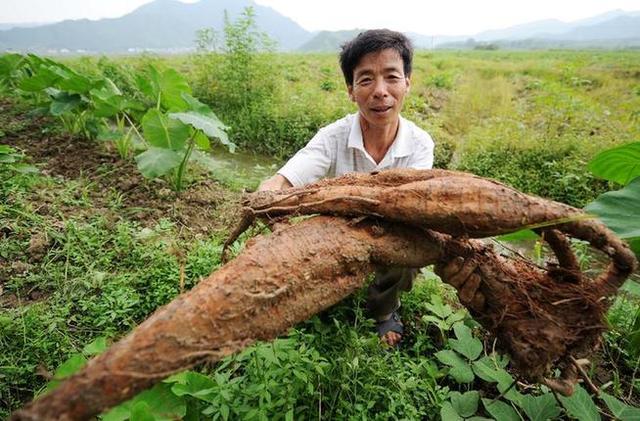 葛根要怎么种？葛根的种植技术