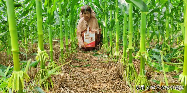 玉米怎样种植管理才能更高产？建议农民重点抓好这4点