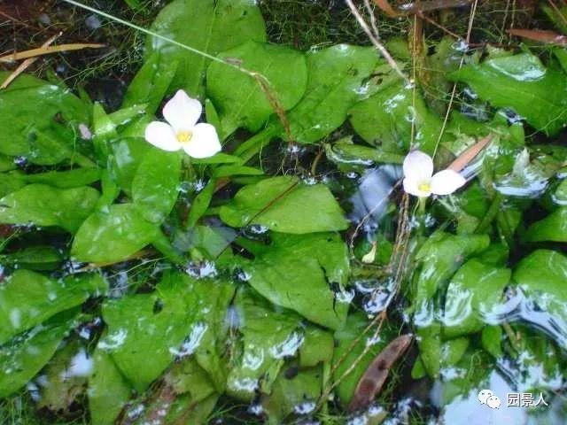 水生植物普及知识干货来袭！