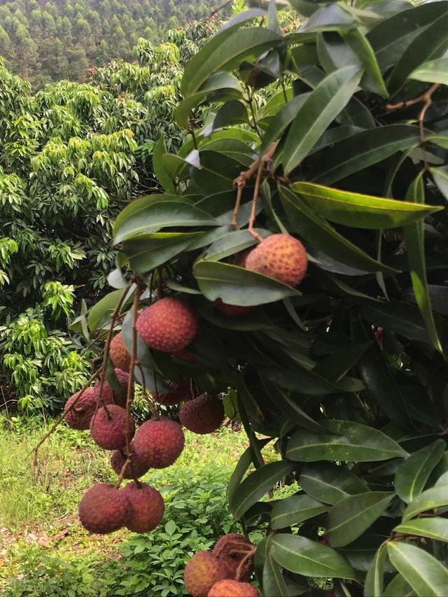 荔枝的栽培管理、病虫害防治，掌握好种植关键技术，才能实现高产