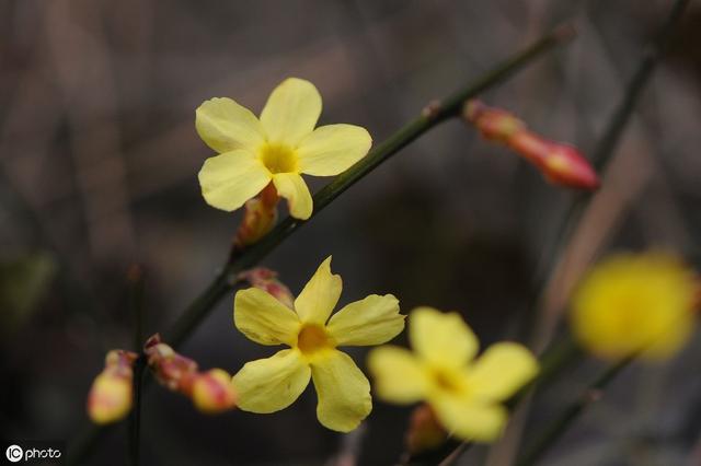 适合北方庭院栽种的7种花草，九月种起来，明年就能开出“花海”