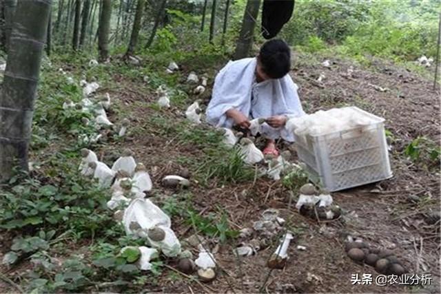 竹荪高产栽培技术，掌握这些管理方法，快速提高种植收益