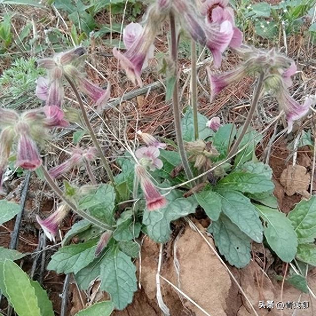 地黄高产栽培技术