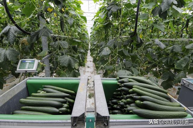 夏季种植瓜果蔬菜要做好遮阳降温防护，避免因高温生理障碍而减产