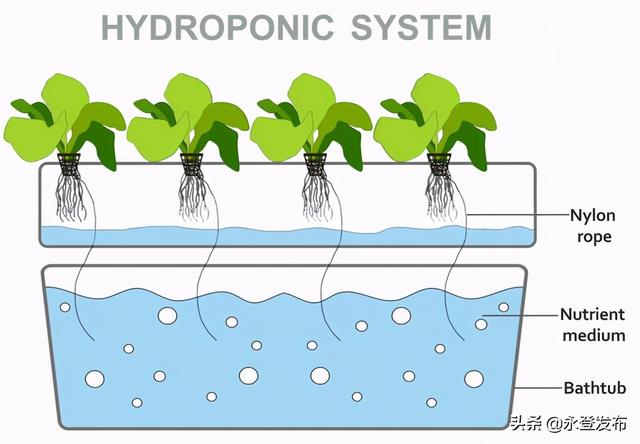 水耕栽培是什么？如何打造一个水培系统？