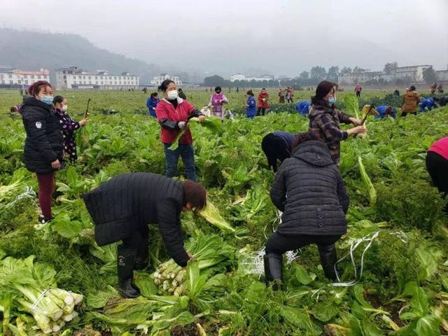 正式向湖北人民介绍儿菜