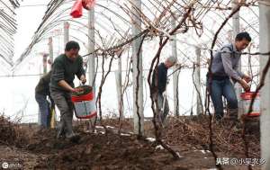 葡萄种植成本核算(在农村种植1000棵葡萄投入多少钱，能收入多少钱？)